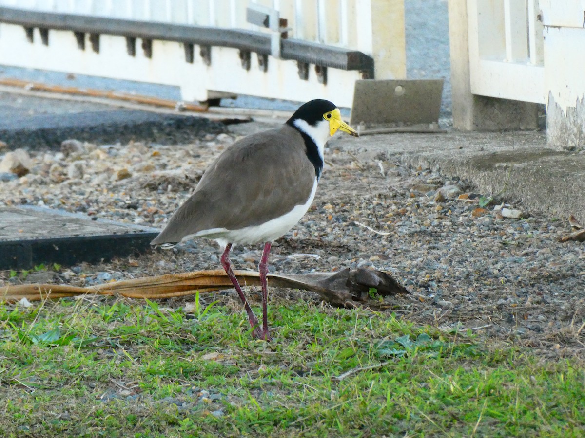 Masked Lapwing - ML621896496