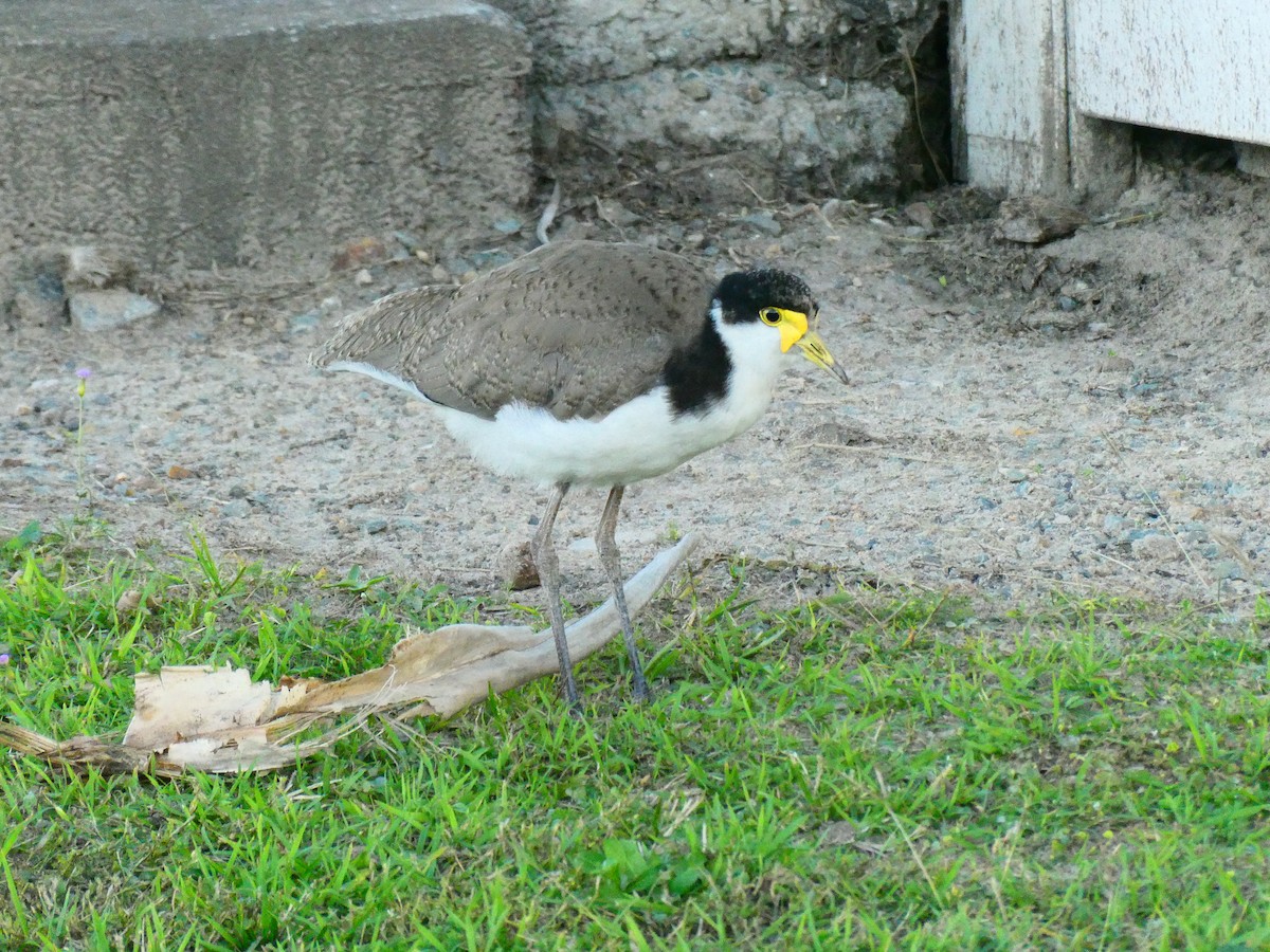 Masked Lapwing - ML621896500