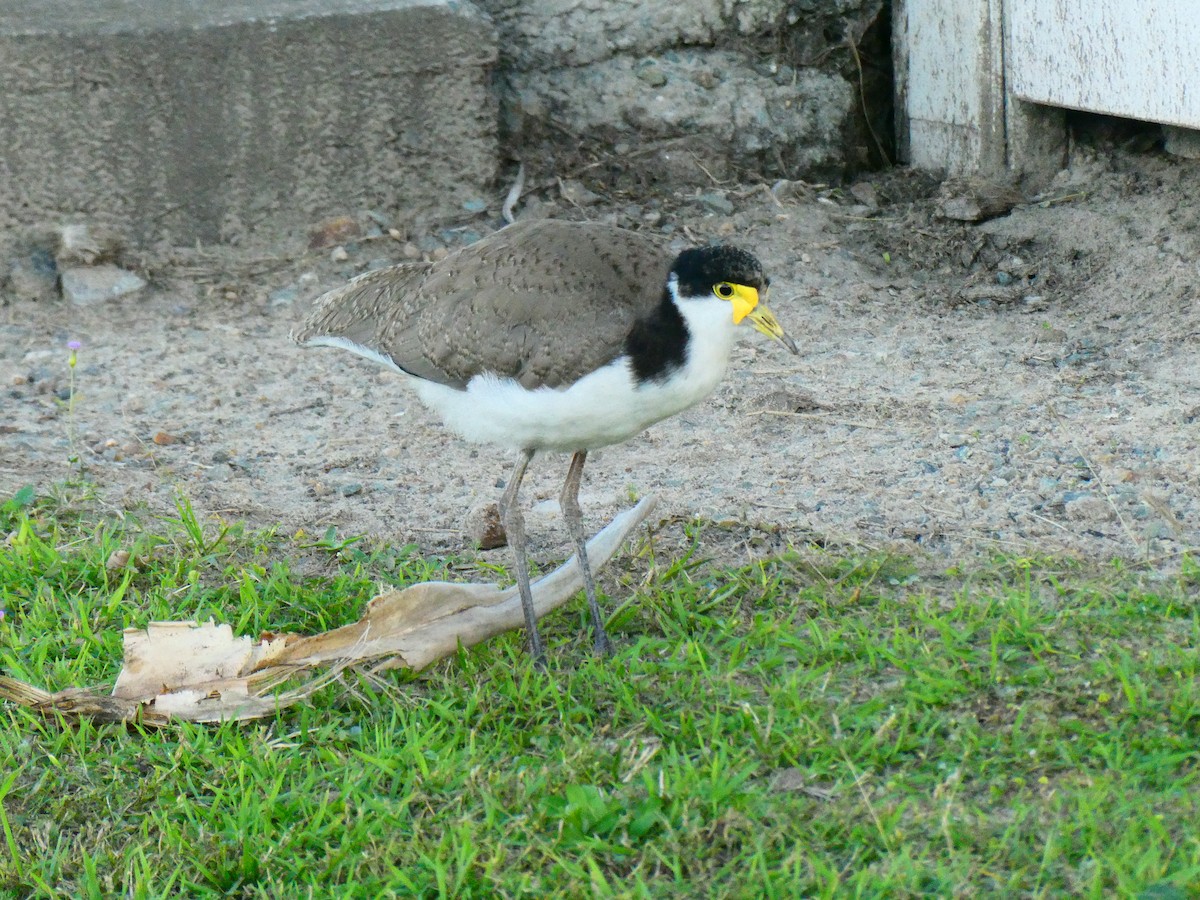 Masked Lapwing - ML621896502