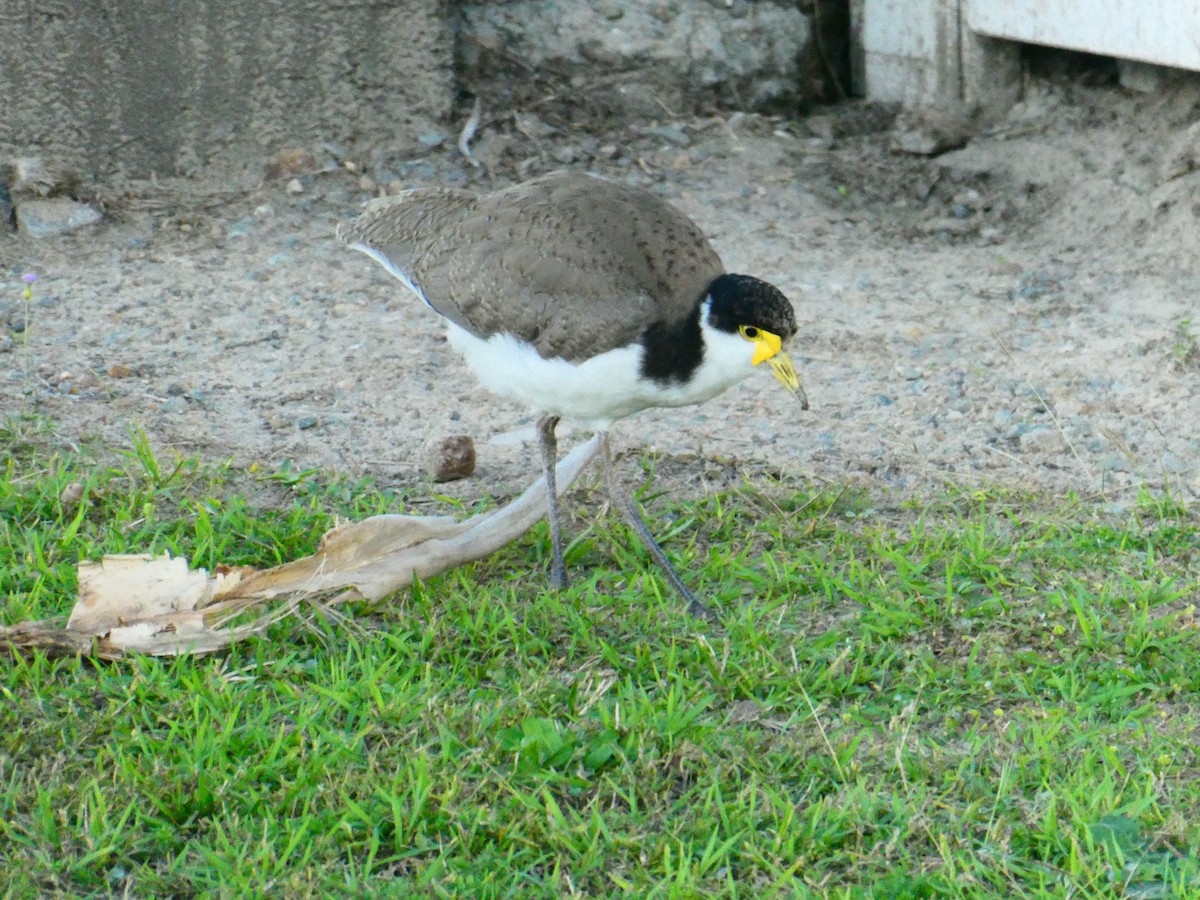 Masked Lapwing - Lev Ramchen