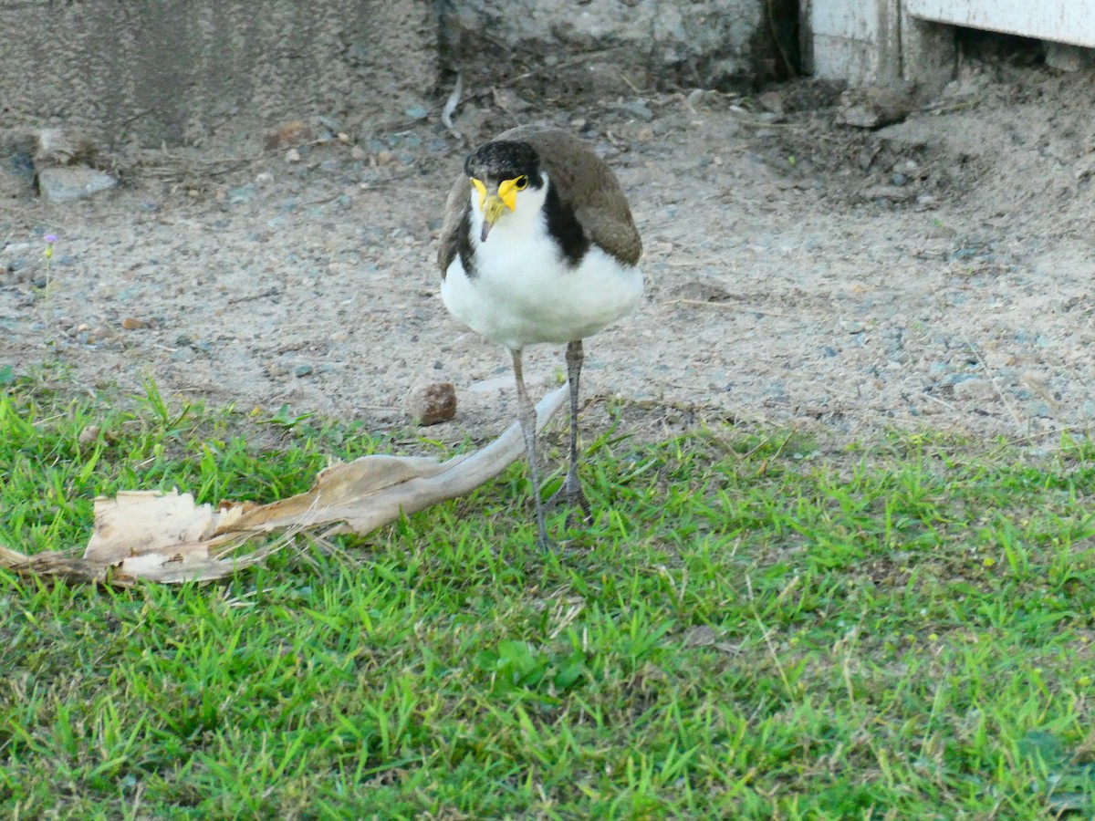 Masked Lapwing - ML621896509