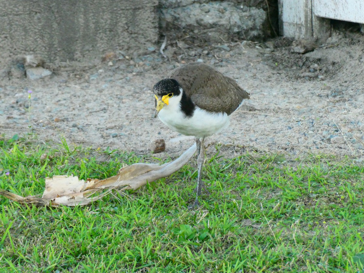 Masked Lapwing - ML621896514