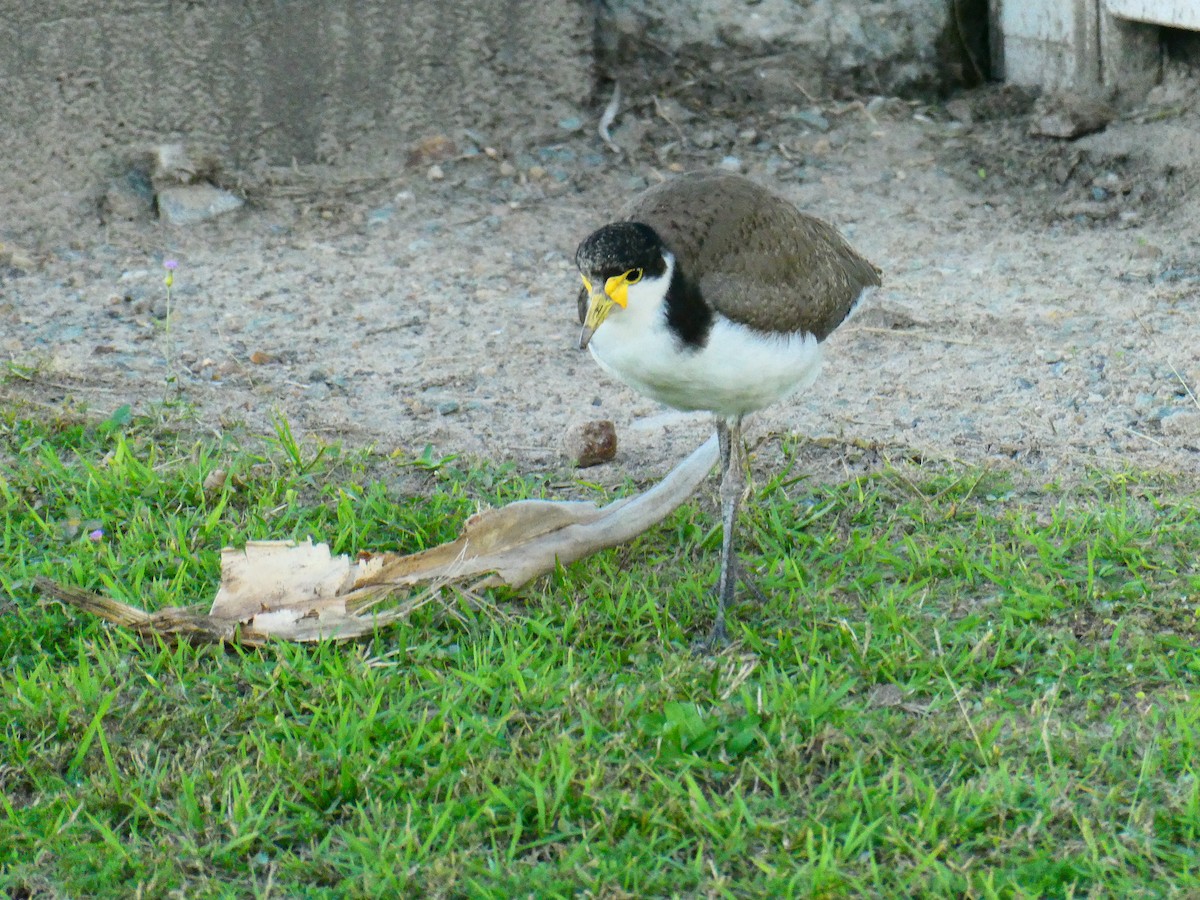 Masked Lapwing - ML621896518