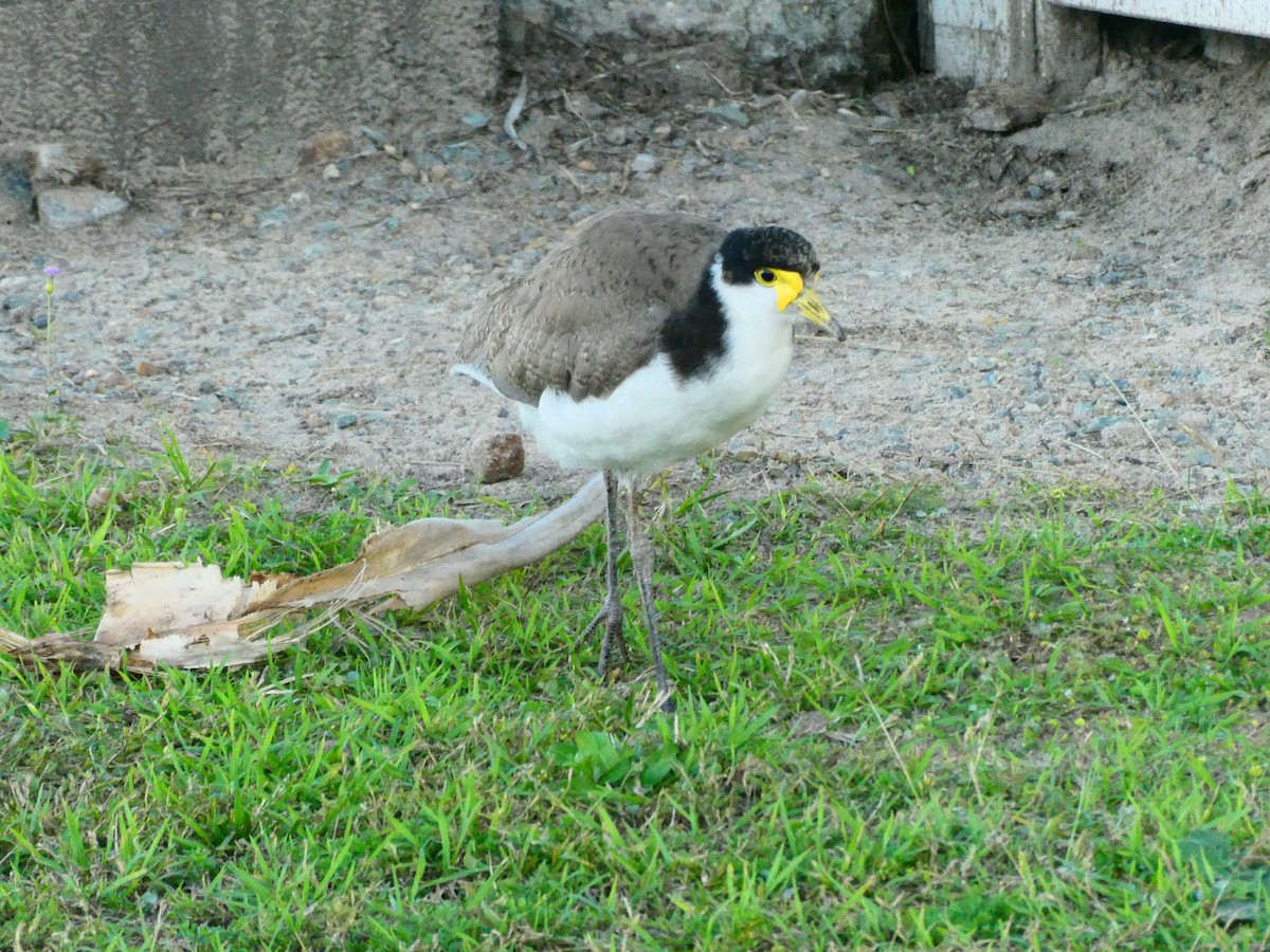 Masked Lapwing - ML621896520