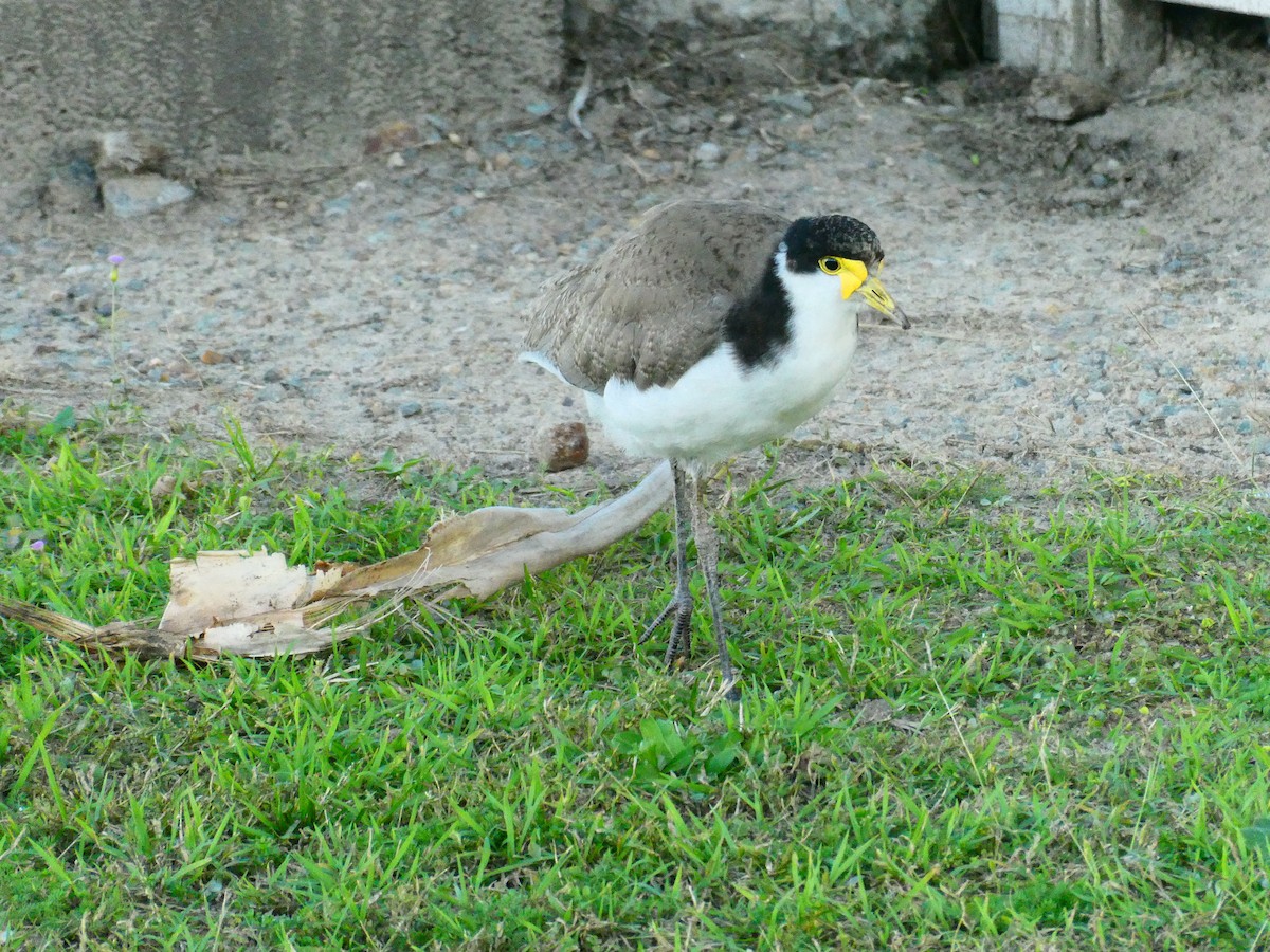 Masked Lapwing - ML621896525