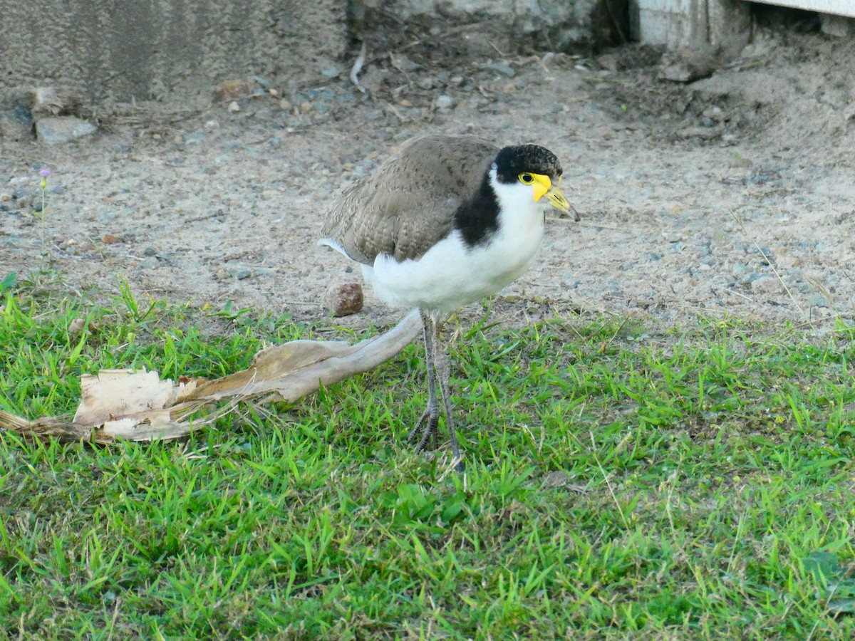 Masked Lapwing - ML621896528