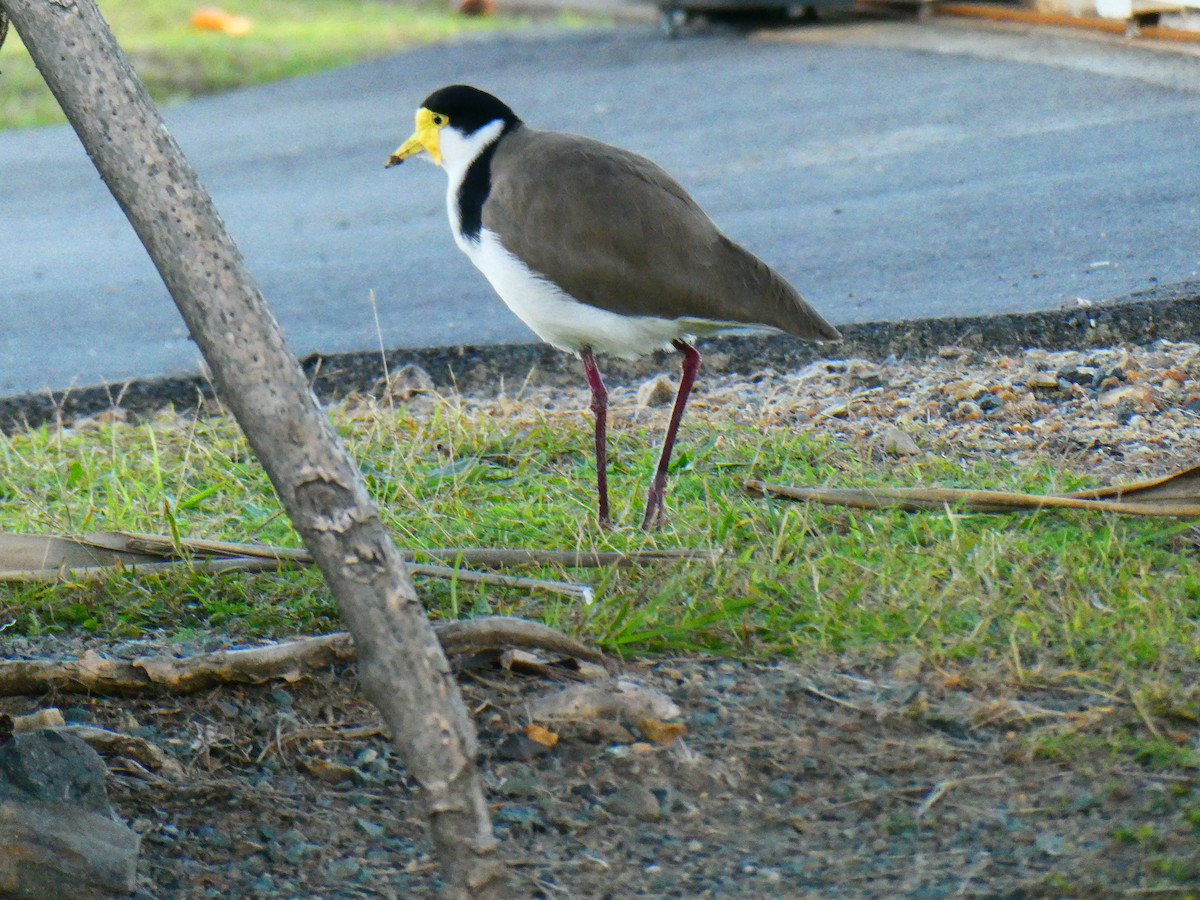 Masked Lapwing - ML621896534