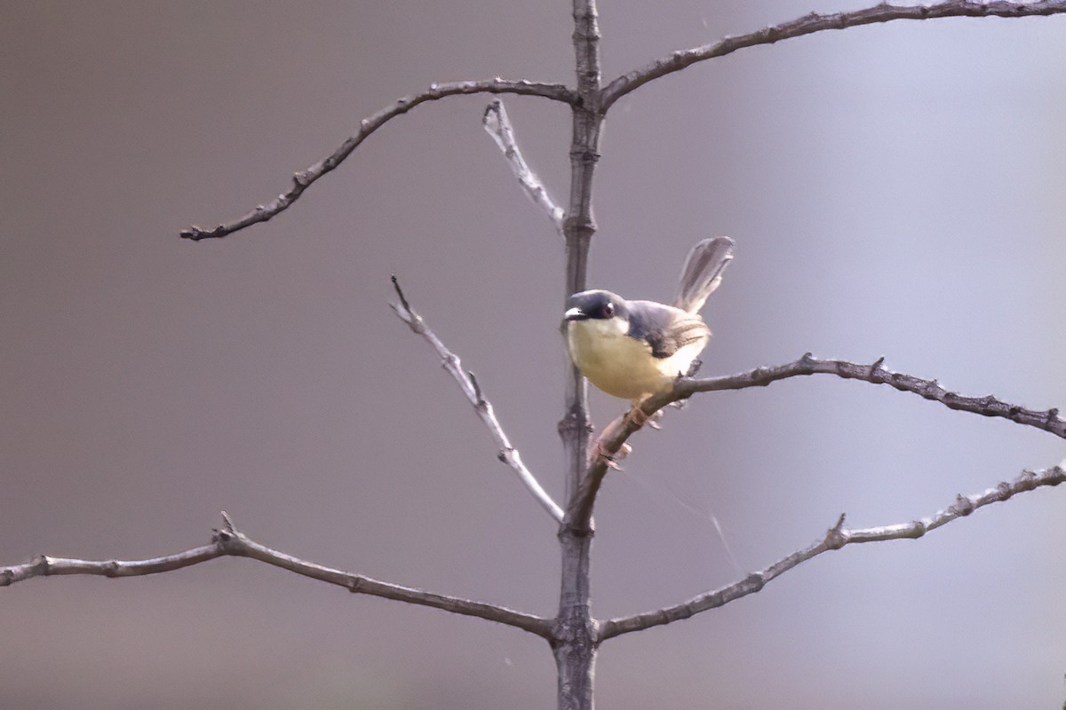 Ashy Prinia - ML621896573