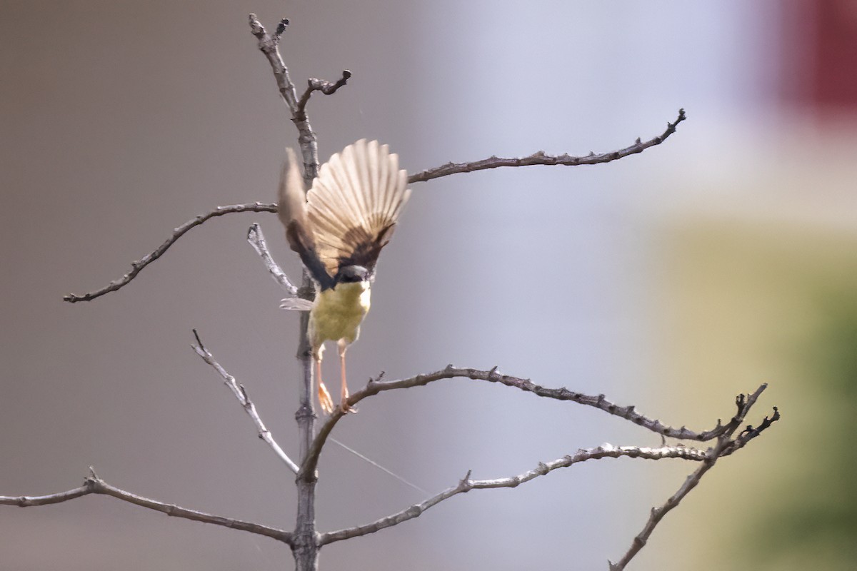 Ashy Prinia - ML621896574