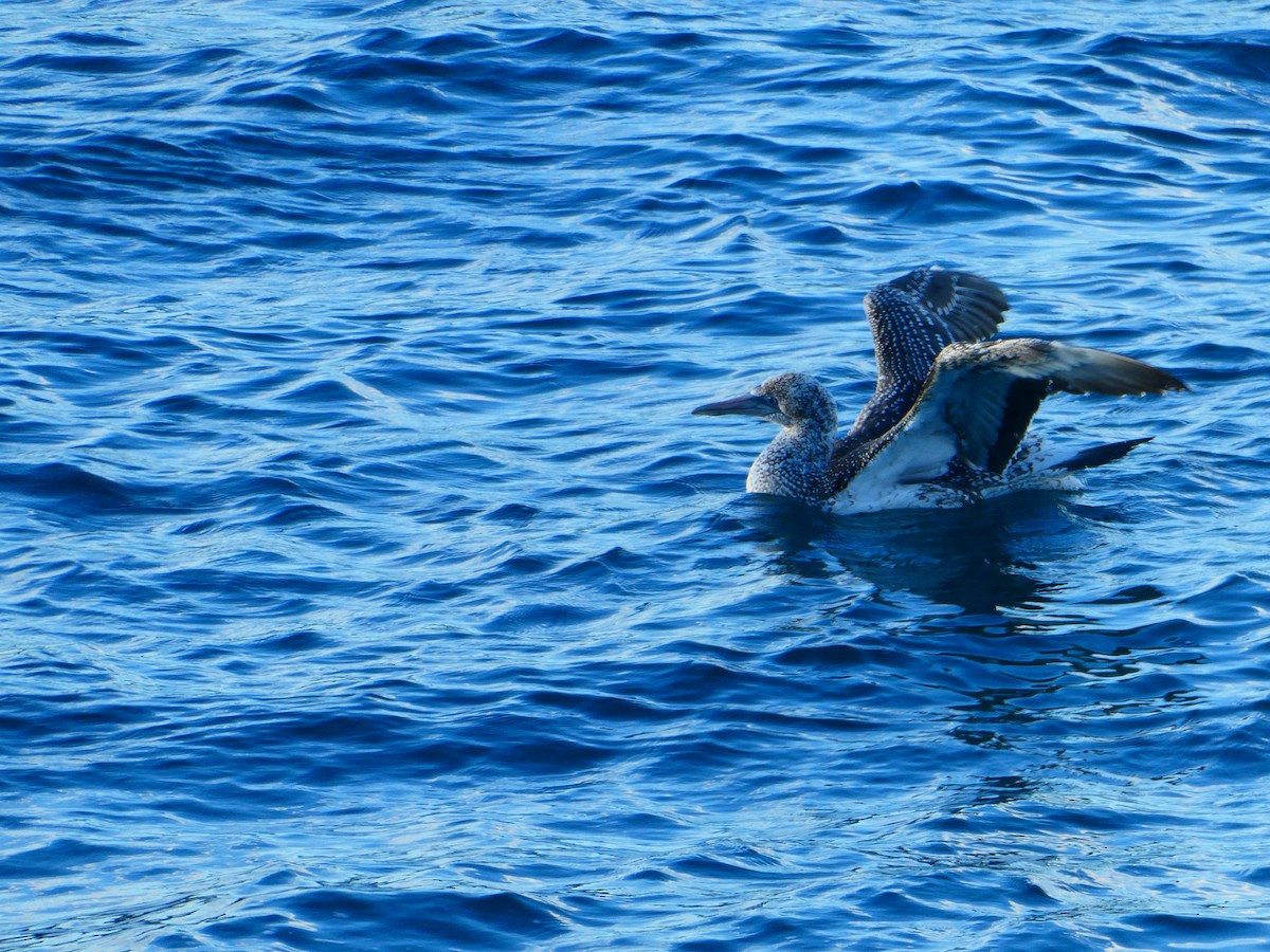 Australasian Gannet - ML621896578