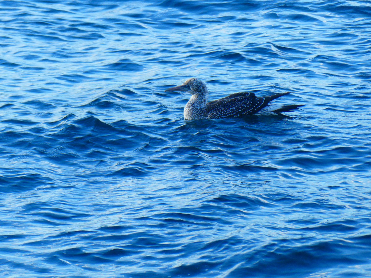 Australasian Gannet - Lev Ramchen