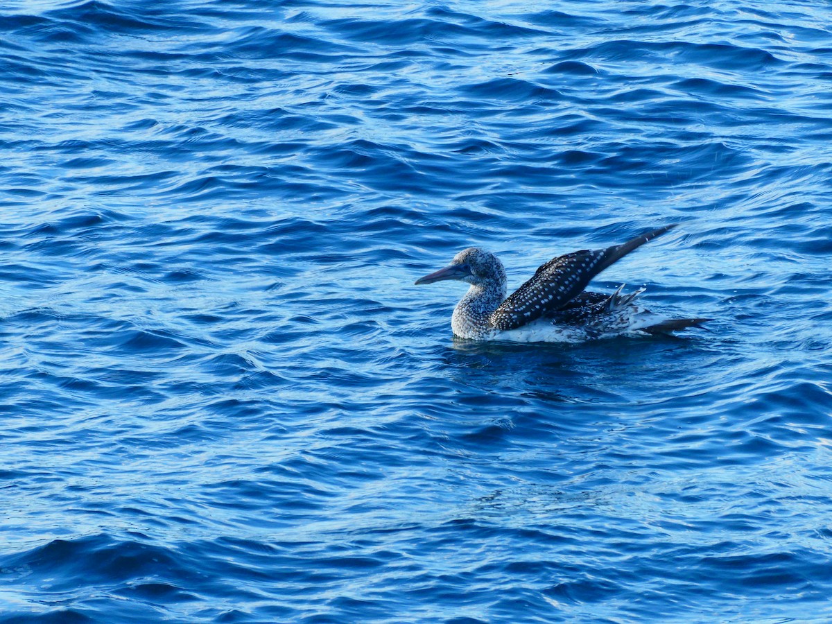 Australasian Gannet - ML621896586