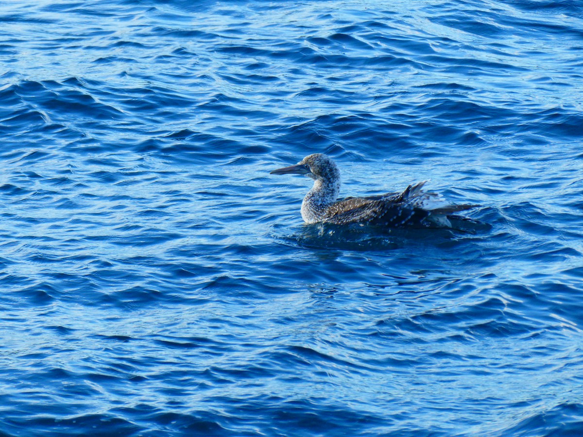 Australasian Gannet - Lev Ramchen