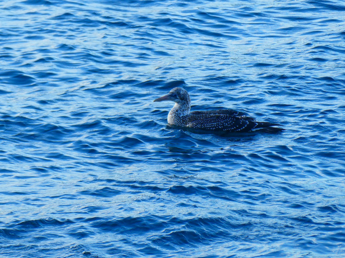 Australasian Gannet - ML621896592