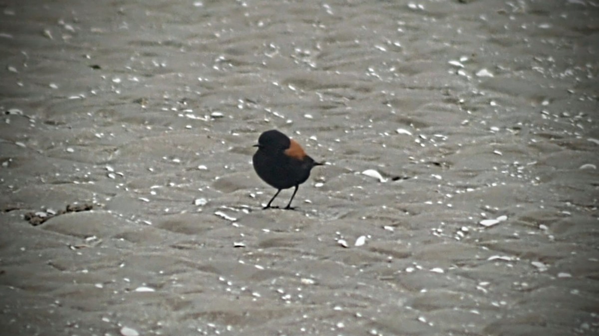 Austral Negrito - ML621896658