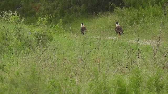 Crested Caracara (Northern) - ML621896660