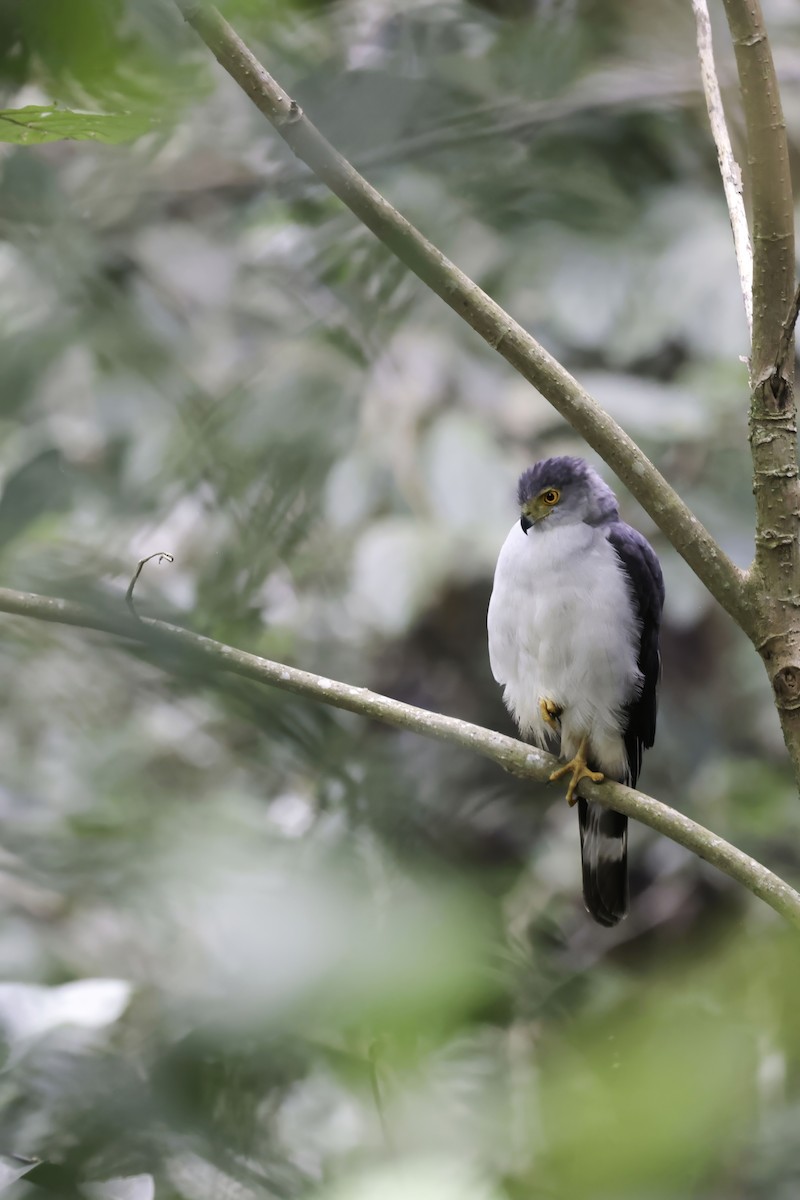 Bicolored Hawk (Spotted) - ML621896675