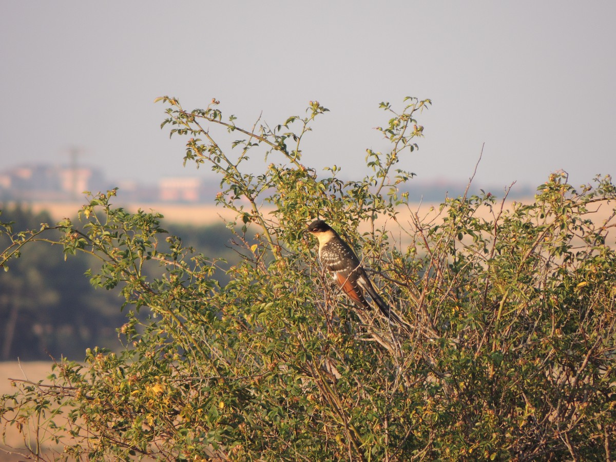 Great Spotted Cuckoo - ML621896693