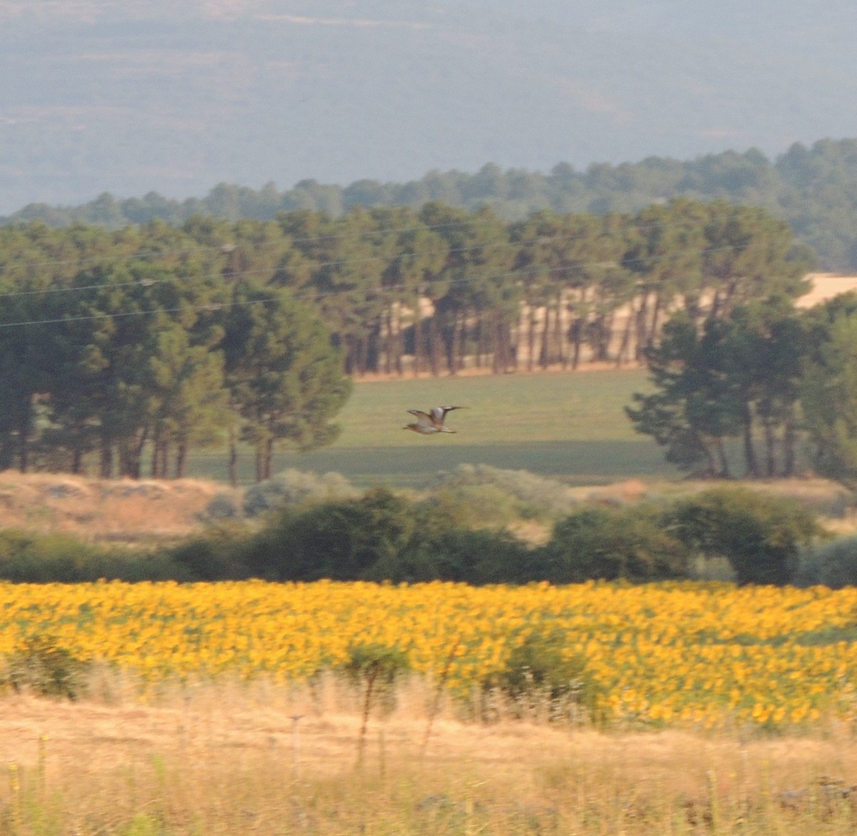 Eurasian Thick-knee - ML621896694