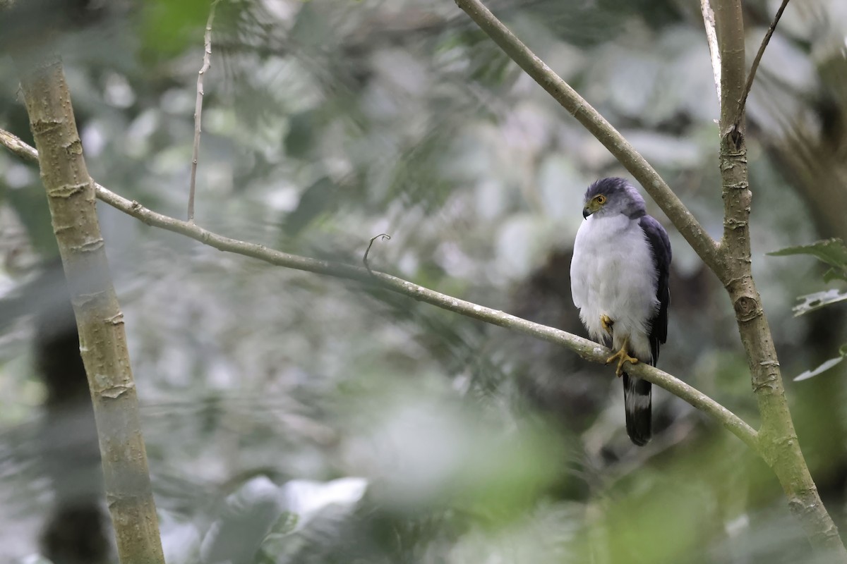 Bicolored Hawk (Spotted) - ML621896705