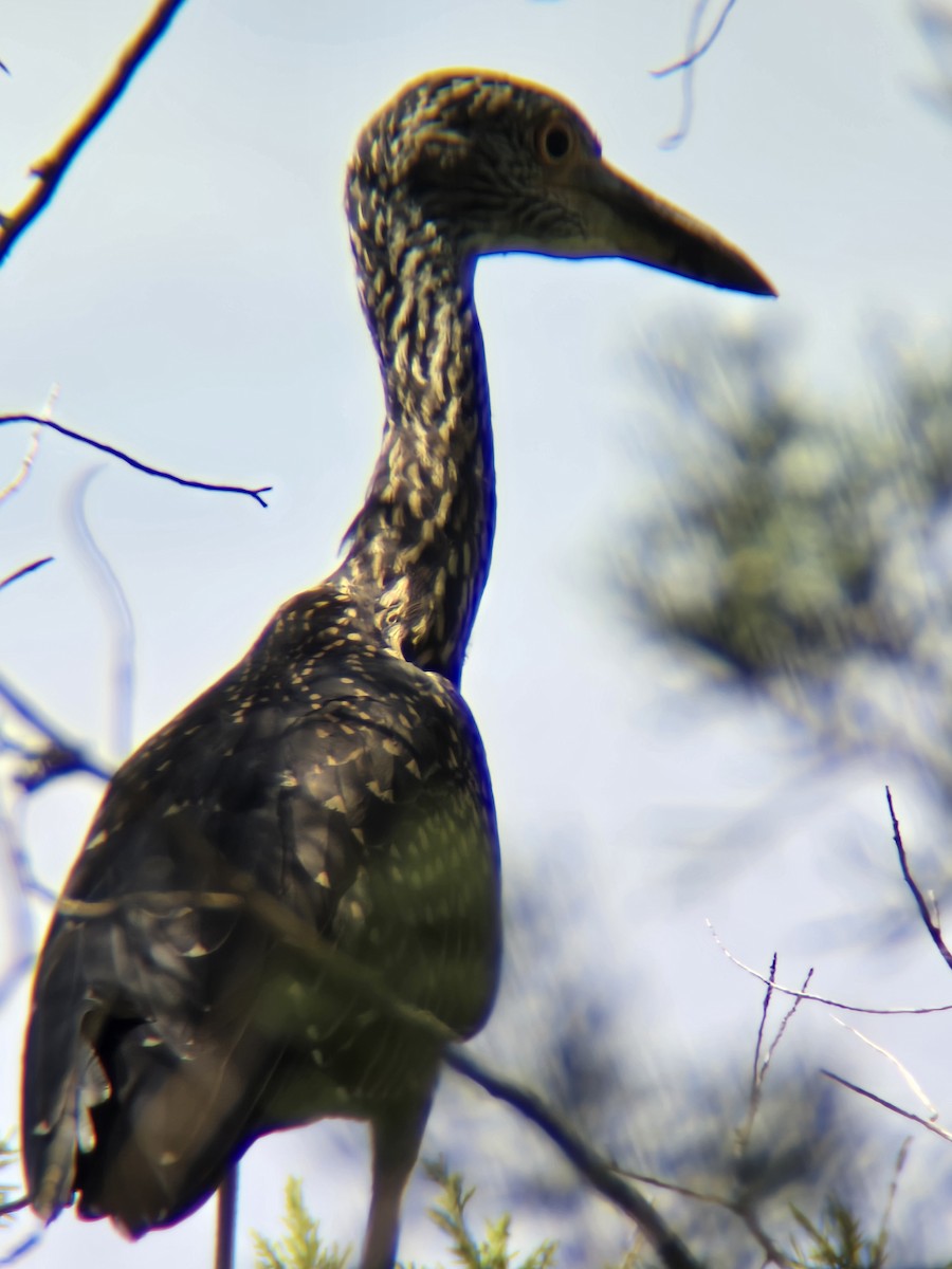 Yellow-crowned Night Heron - ML621896730