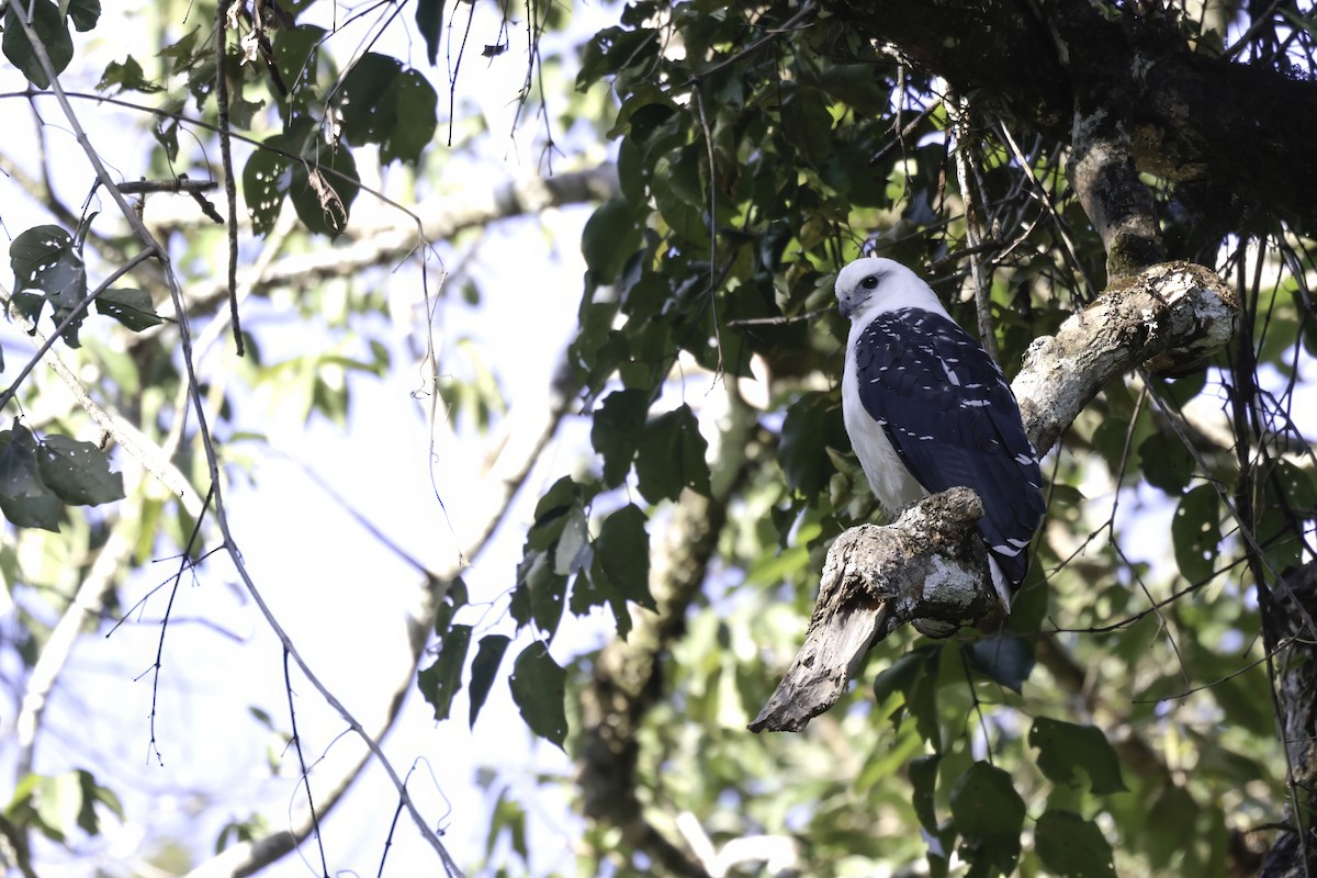 White Hawk (Black-tailed) - ML621896752