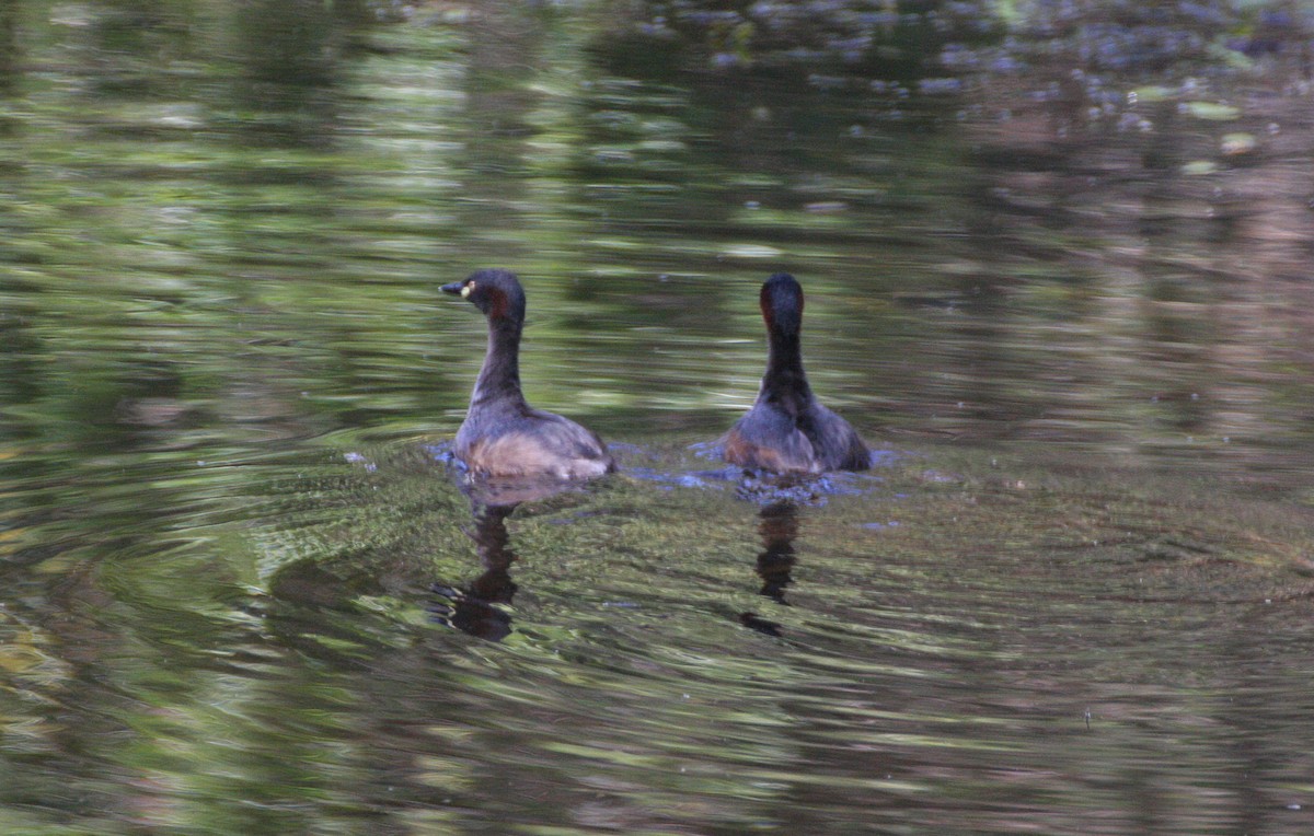 Australasian Grebe - James Lambert