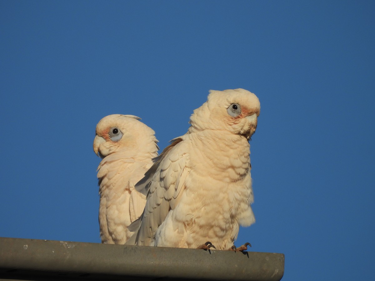 Little Corella - ML621896799