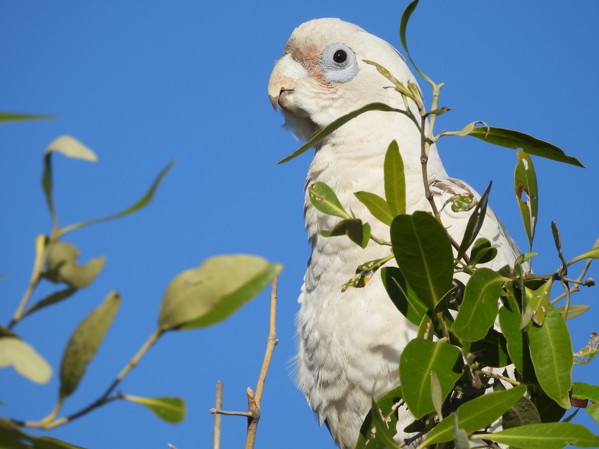 Little Corella - ML621896800