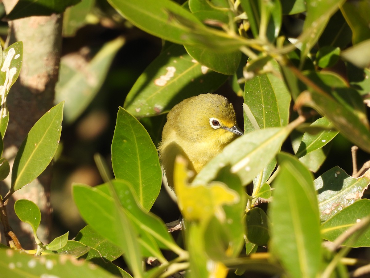 Australian Yellow White-eye - ML621896803