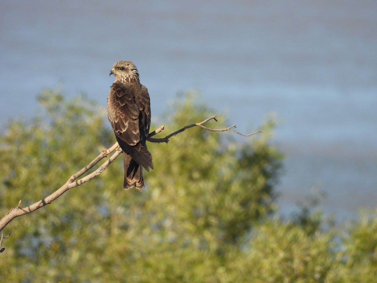 Black Kite - ML621896810