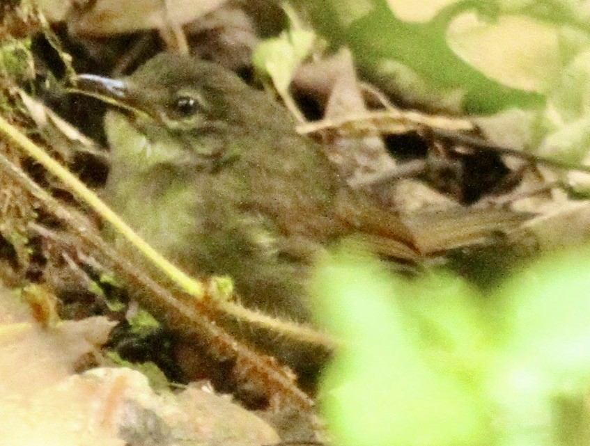 Yellow-throated Greenbul - ML621896812