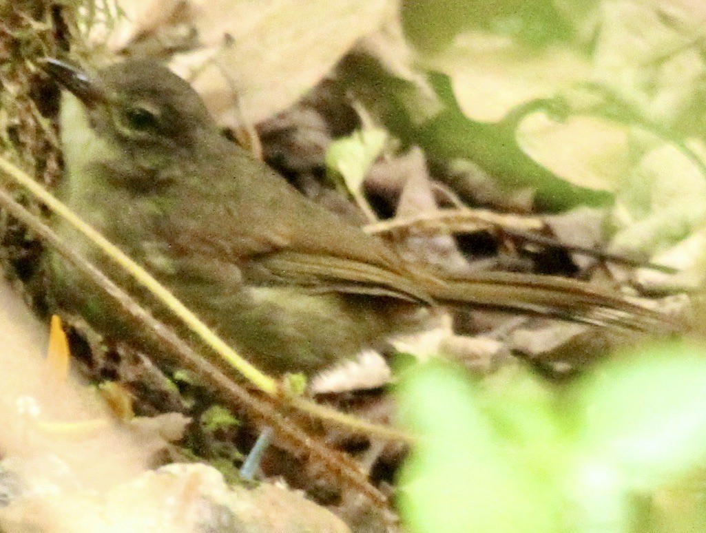 Yellow-throated Greenbul - ML621896815