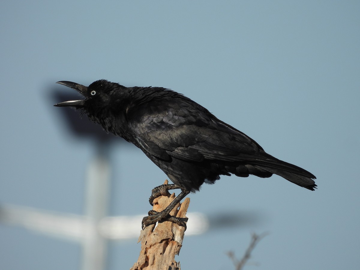 Torresian Crow - ML621896818