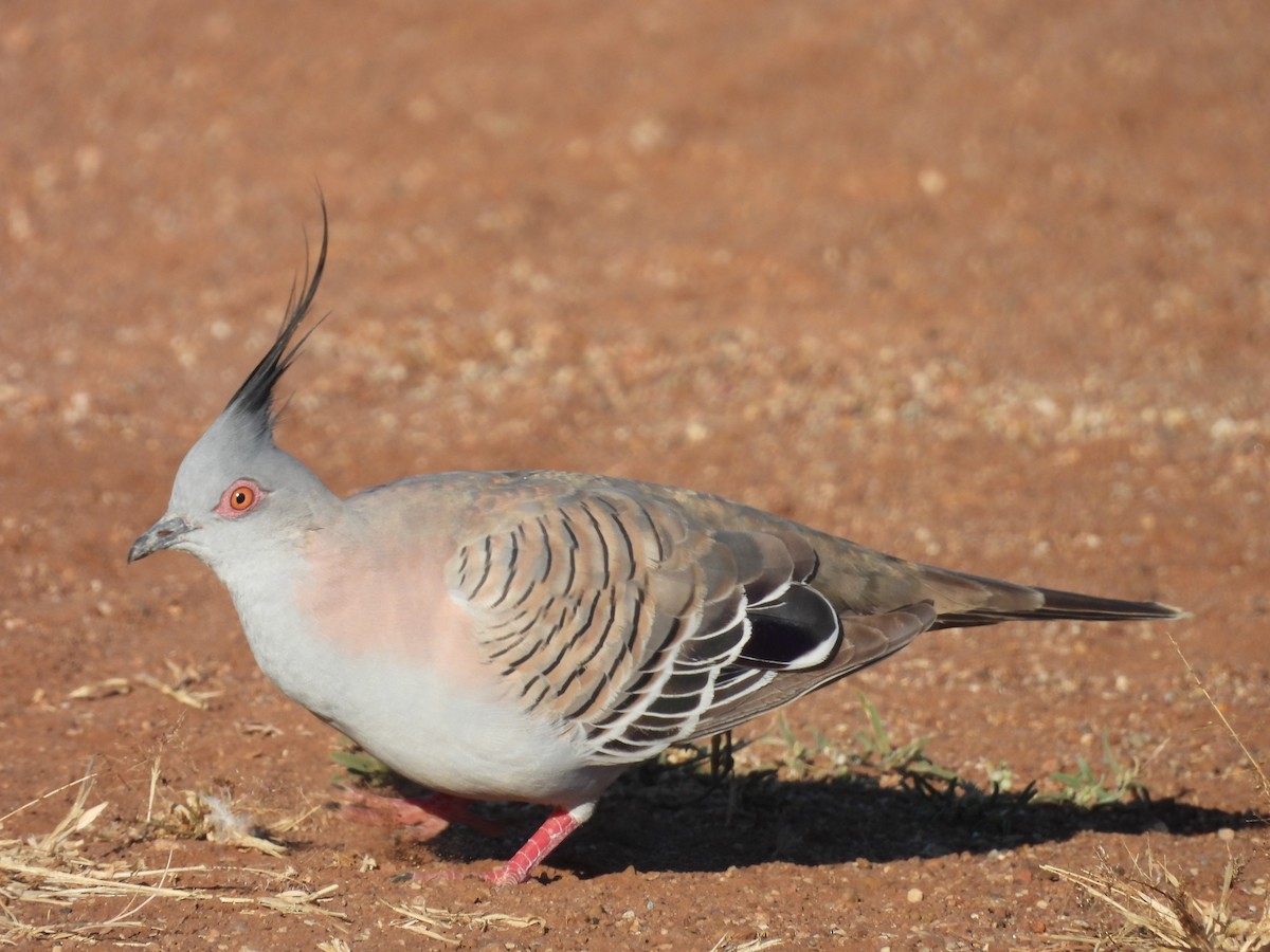 Crested Pigeon - ML621896882