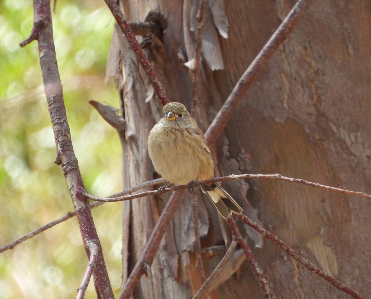 Band-tailed Seedeater - ML621896886