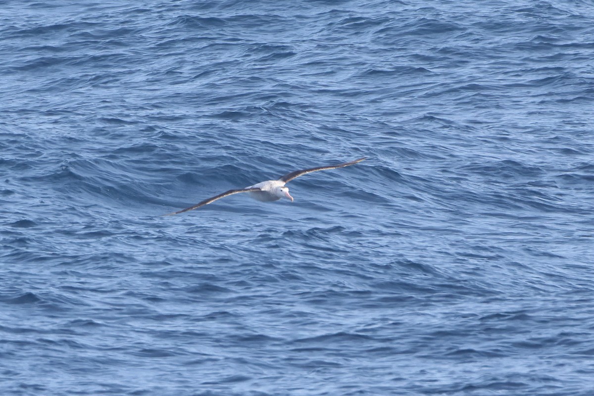 Tristan Albatross - ML621896893