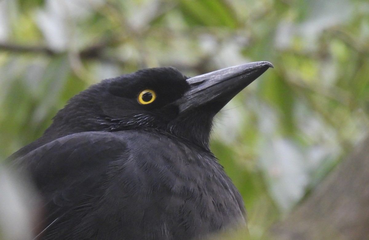 Pied Currawong - ML621896899