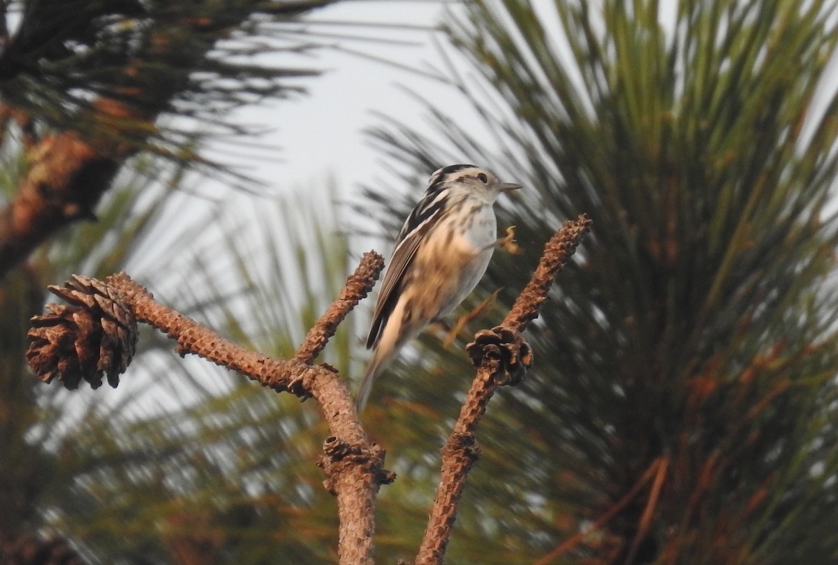 Black-and-white Warbler - ML621896901