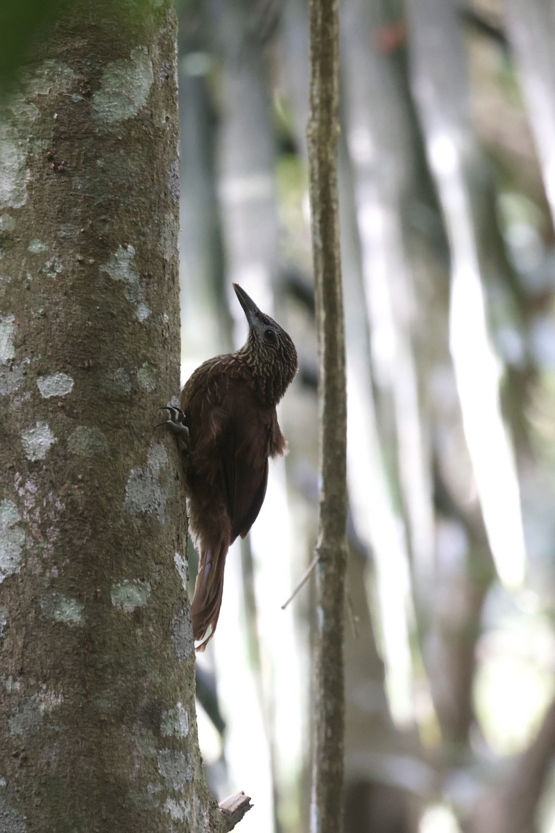 Strong-billed Woodcreeper - ML621896915