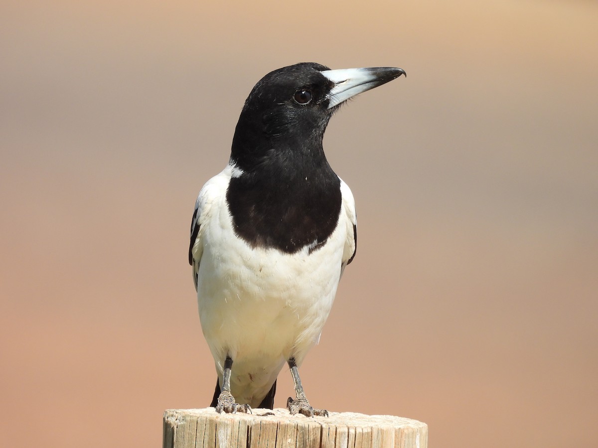 Pied Butcherbird - ML621896922