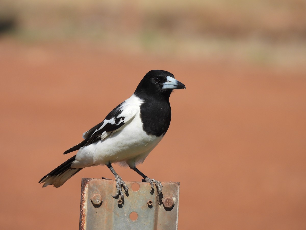 Pied Butcherbird - ML621896923