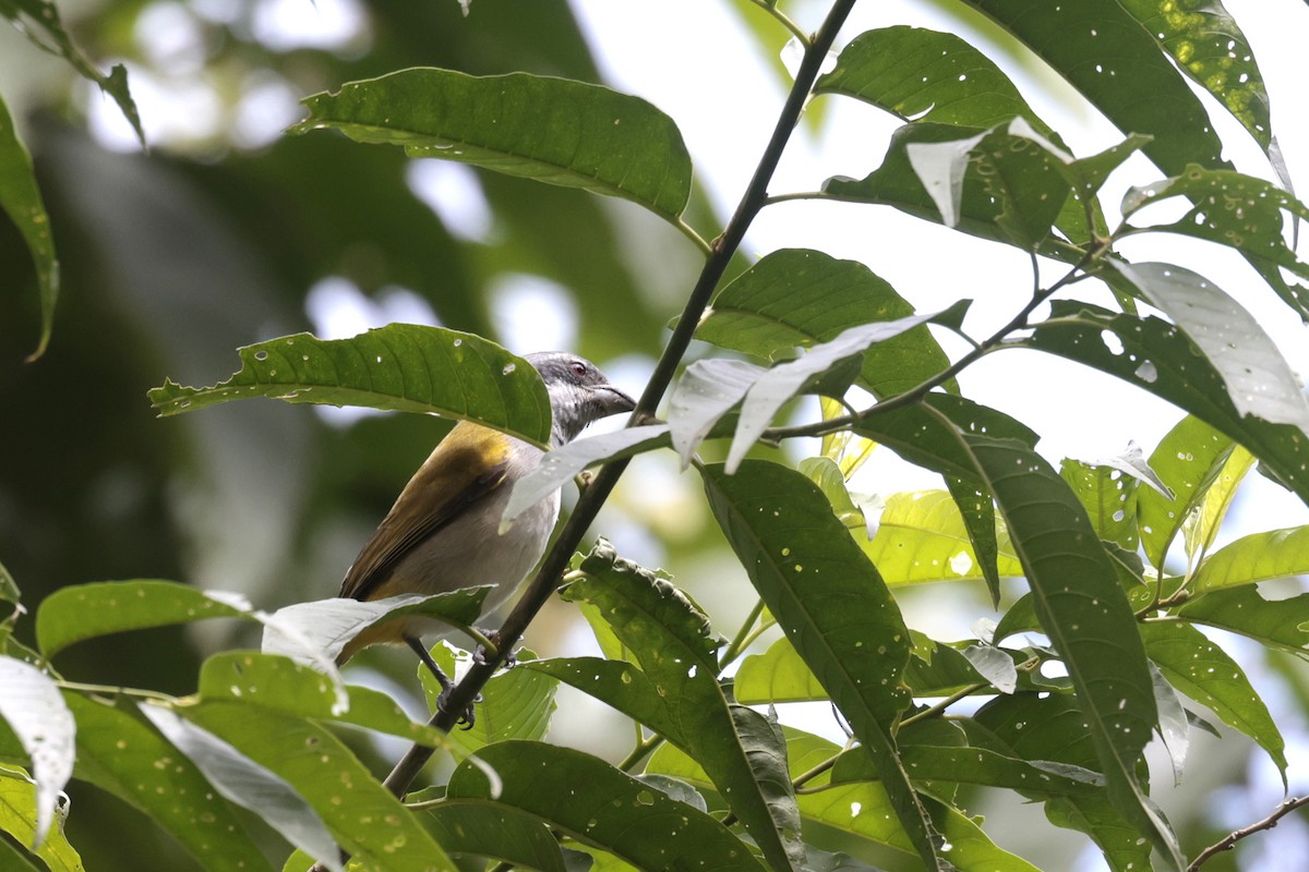 Yellow-shouldered Grosbeak - ML621897003