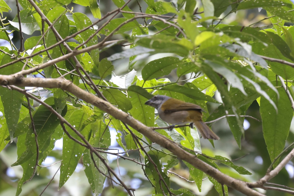 Yellow-shouldered Grosbeak - ML621897004