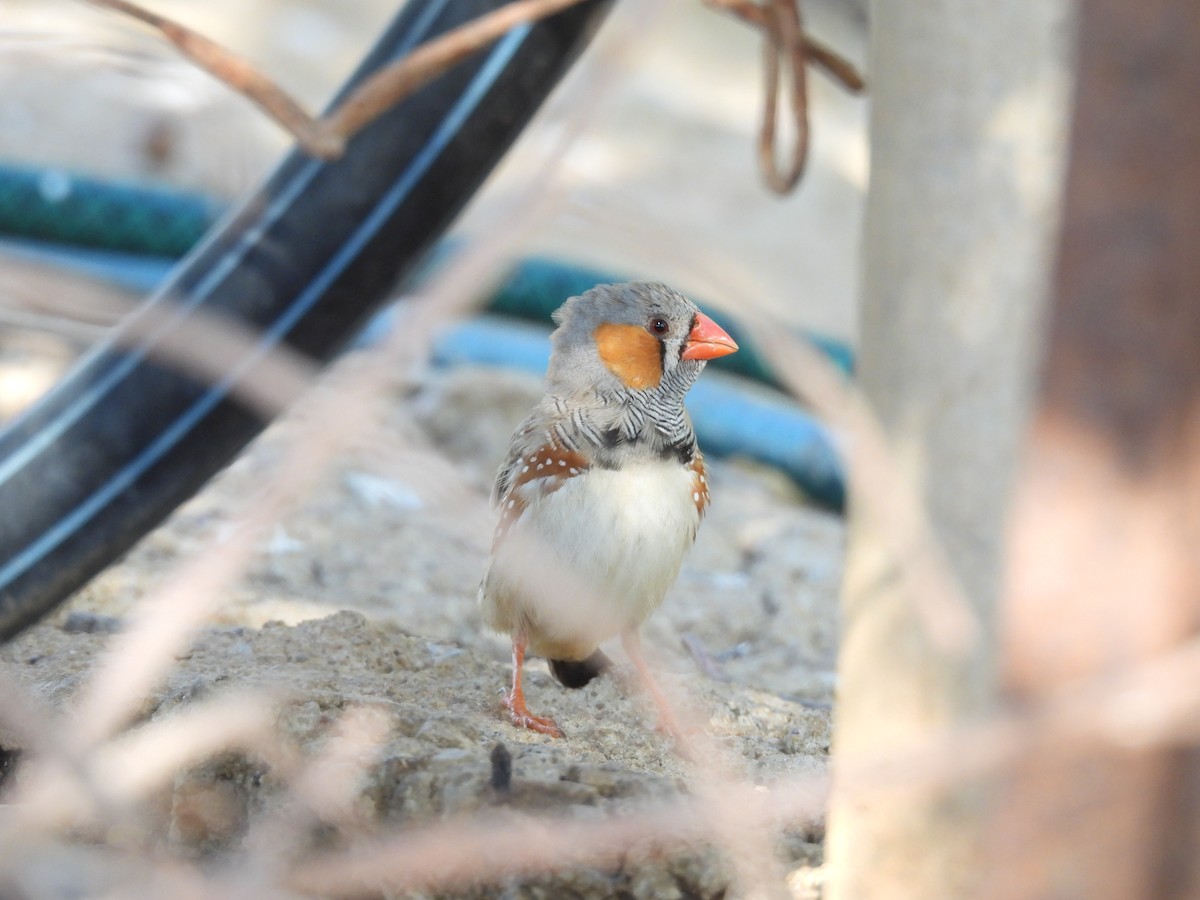 Zebra Finch - ML621897018