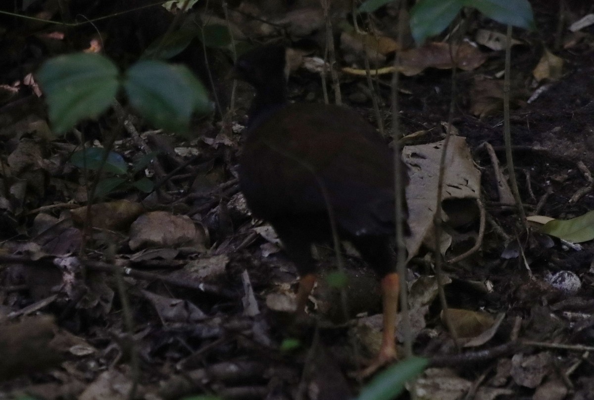 Orange-footed Megapode - ML621897053