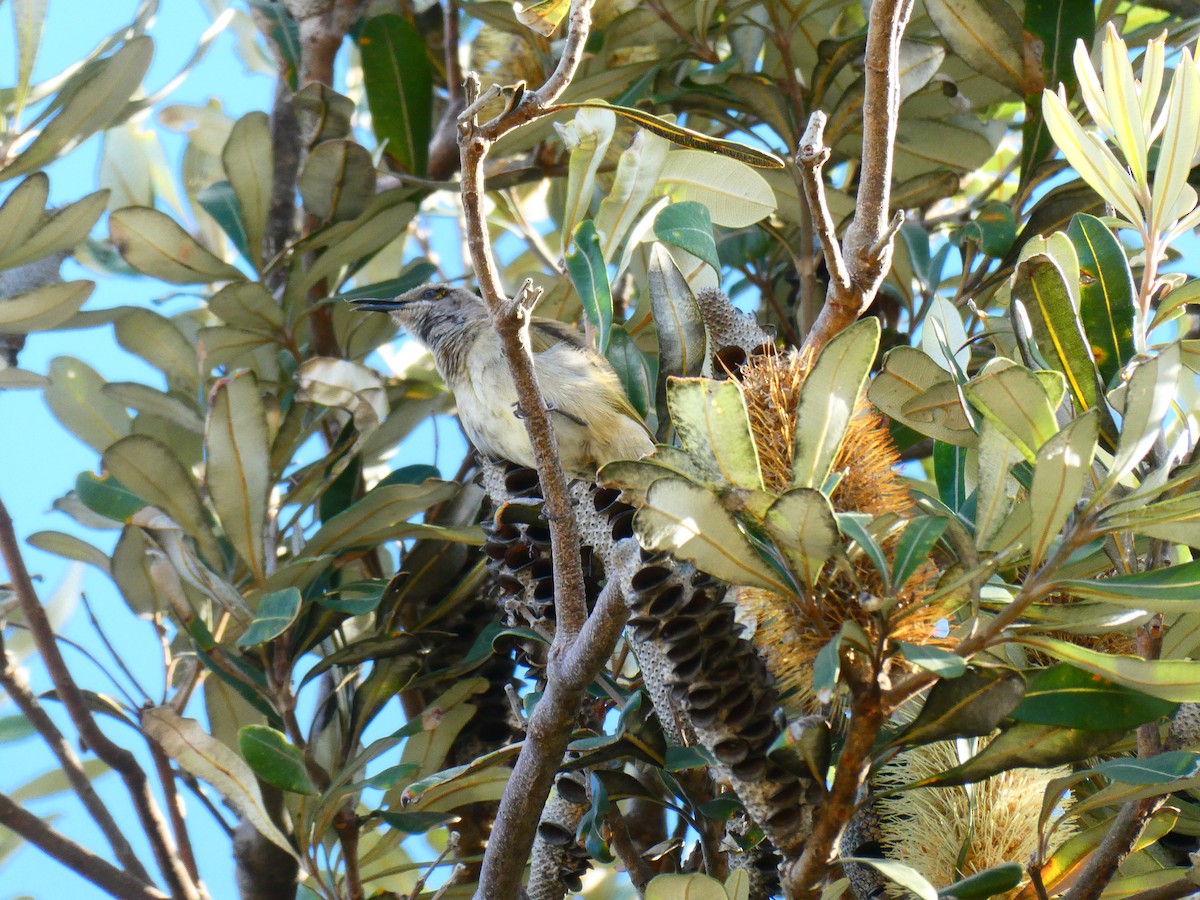 Brown Honeyeater - ML621897055