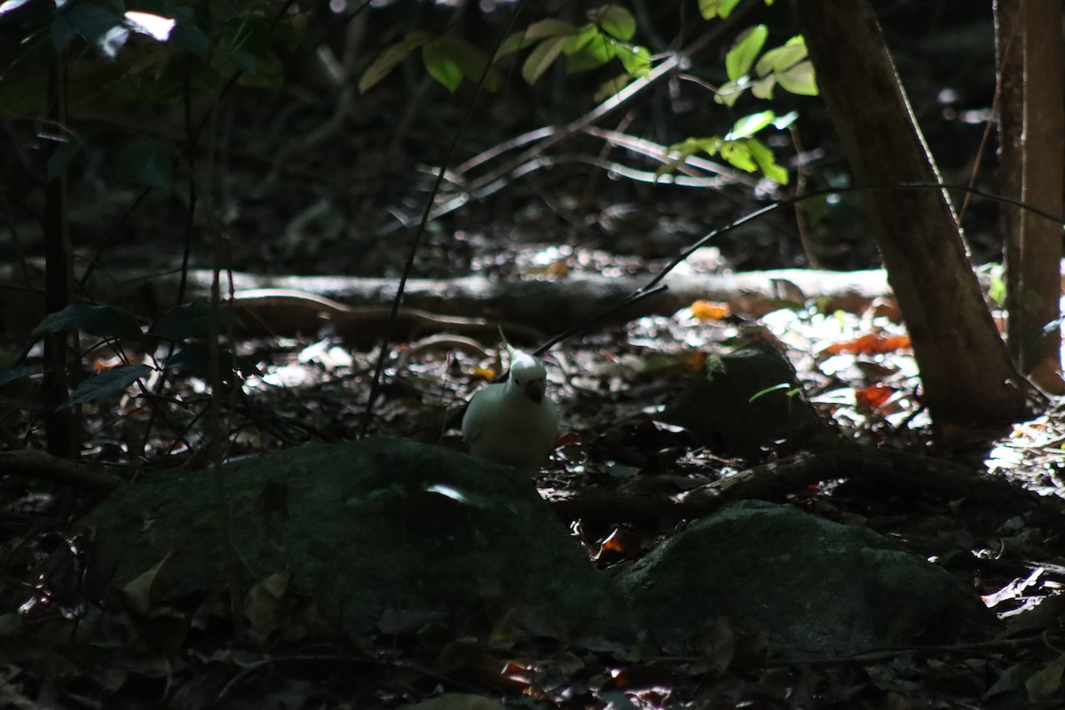 Sulphur-crested Cockatoo - ML621897057