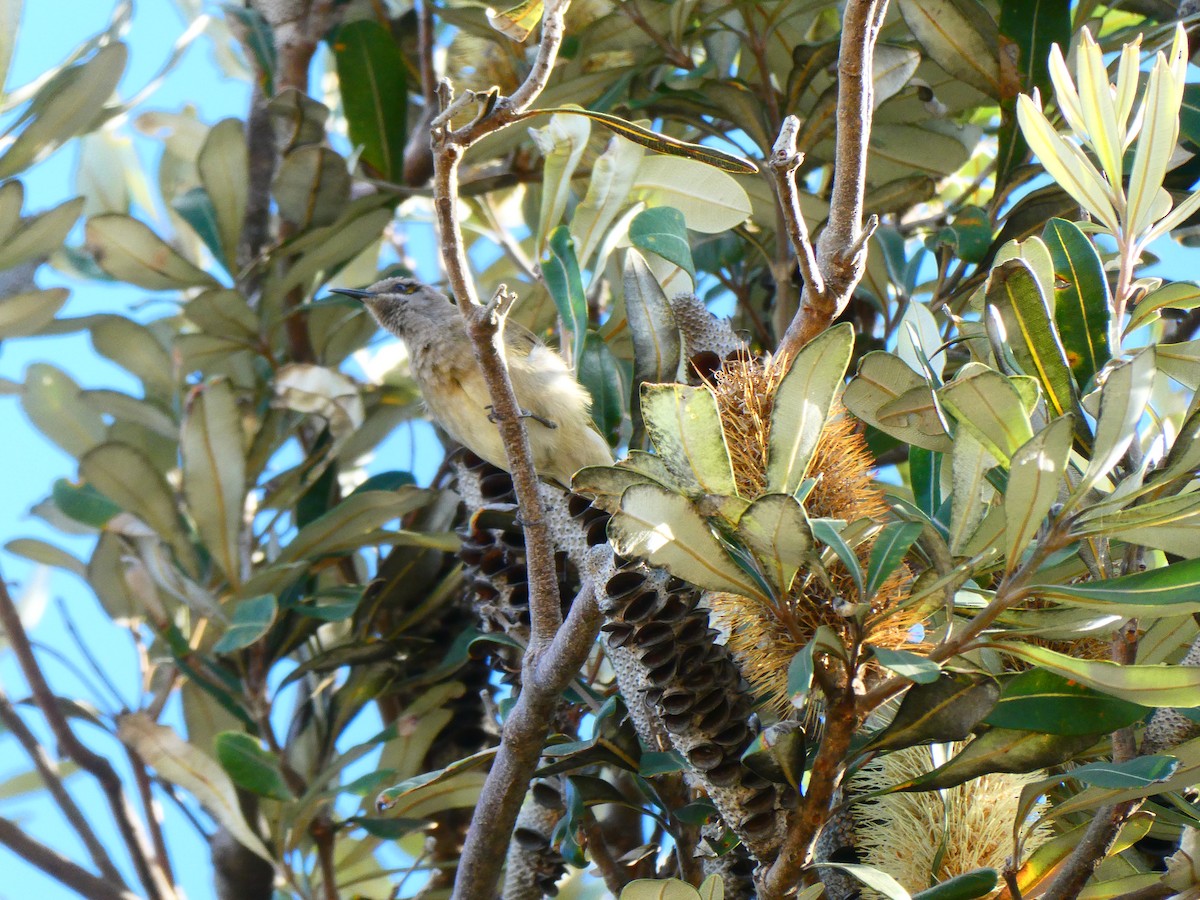 Brown Honeyeater - ML621897058