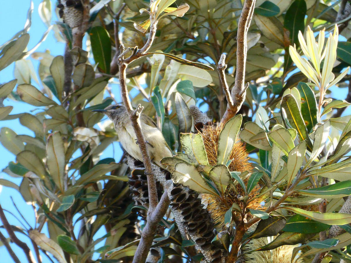 Brown Honeyeater - ML621897060